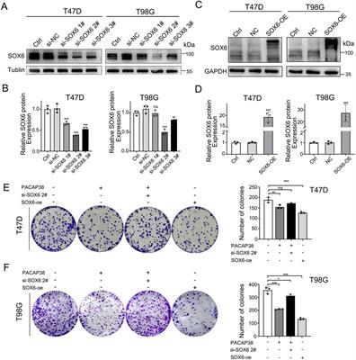 PACAP38 synergizes with irradiation to suppress the proliferation of multiple cancer cells via regulating SOX6/Wnt/β-catenin signaling